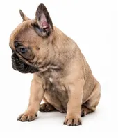 Brownie , a female French Bulldog for sale in Lancaster, CA – 2 of 7