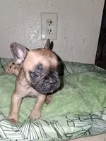 Brownie , a female French Bulldog for sale in Lancaster, CA – 6 of 10