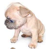 Honey, a male French Bulldog for sale in Lancaster, CA – 3 of 5