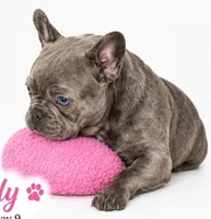 Lady, a female French Bulldog for sale in Lancaster, CA – 2 of 4
