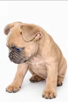 Honey, a male French Bulldog for sale in Lancaster, CA – 3 of 4