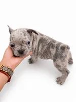 Boba, a male French Bulldog for sale in Lancaster, CA – 2 of 4