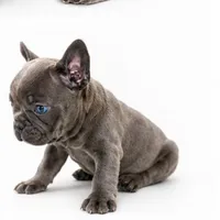 Gray, a male French Bulldog for sale in Lancaster, CA – 3 of 10