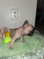 Brownie , a female French Bulldog for sale in Lancaster, CA – 5 of 10