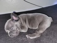 Gray, a male French Bulldog for sale in Lancaster, CA – 7 of 10