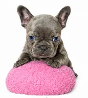 Lady, a female French Bulldog for sale in Lancaster, CA – 5 of 5