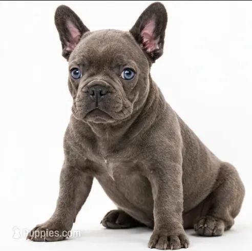 Gray – French Bulldog puppy for sale in Lancaster, CA
