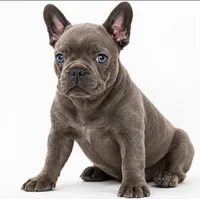 Gray, a male French Bulldog for sale in Lancaster, CA – 1 of 4
