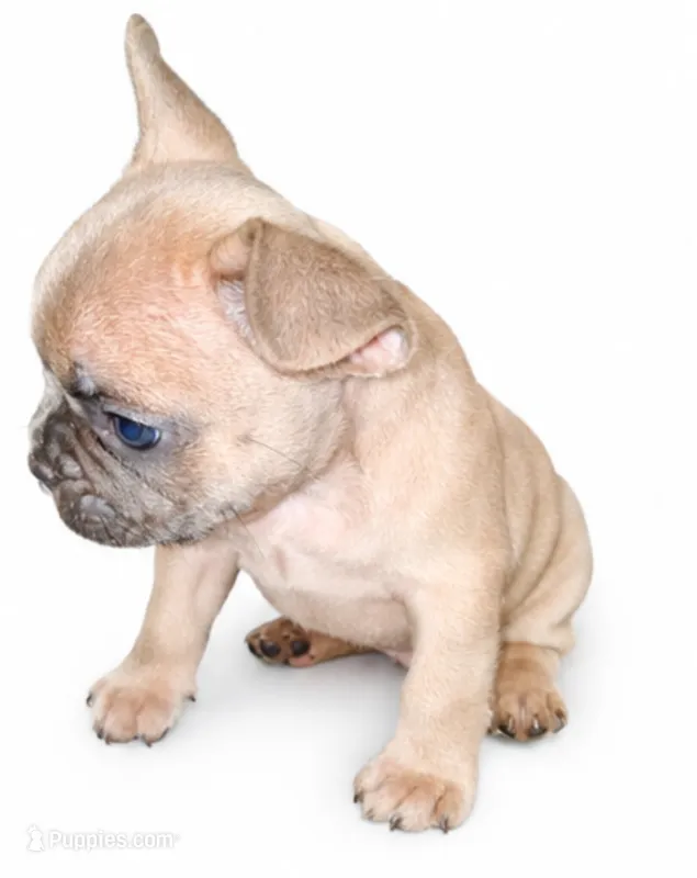 Honey – French Bulldog puppy for sale in Lancaster, CA