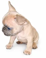 Honey, a male French Bulldog for sale in Lancaster, CA – 1 of 5