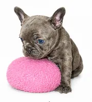 Lady, a female French Bulldog for sale in Lancaster, CA – 3 of 5