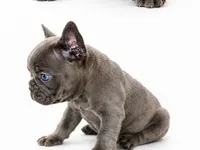 Gray, a male French Bulldog for sale in Lancaster, CA – 5 of 10
