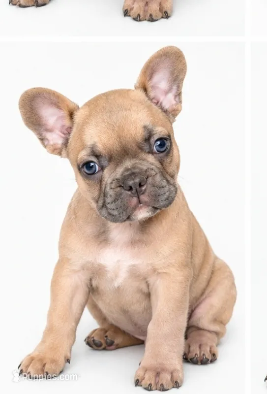 Honey – French Bulldog puppy for sale in Lancaster, CA