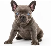 Gray, a male French Bulldog for sale in Lancaster, CA – 3 of 4