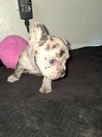 Boba, a female French Bulldog for sale in Lancaster, CA – 6 of 10