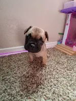 Chocolate chip cookie, a male French Bulldog for sale in Lancaster, CA – Photo 8 of 8