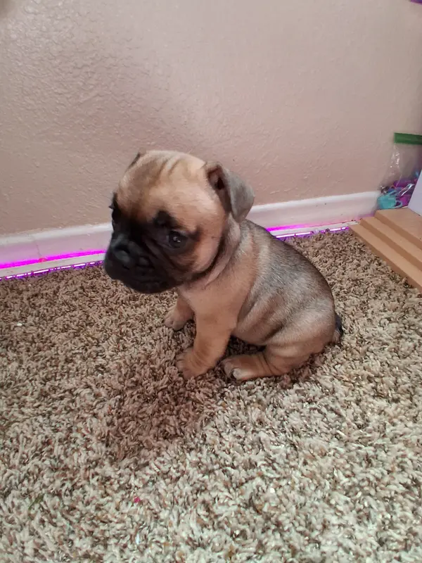 Chocolate chip cookie