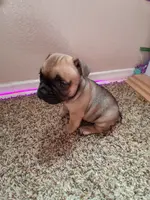 Chocolate chip cookie, a male French Bulldog for sale in Lancaster, CA – Photo 1 of 8