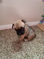 Chocolate chip cookie, a male French Bulldog for sale in Lancaster, CA – Photo 2 of 8