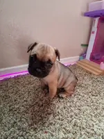 Chocolate chip cookie, a male French Bulldog for sale in Lancaster, CA – Photo 3 of 8