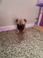 Chocolate chip cookie, a male French Bulldog for sale in Lancaster, CA – Photo 6 of 8