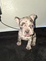 Boba, a female French Bulldog for sale in Lancaster, CA – 2 of 10