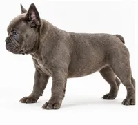 Gray, a male French Bulldog for sale in Lancaster, CA – 4 of 4