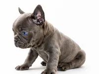 Gray, a male French Bulldog for sale in Lancaster, CA – 4 of 10