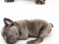 Gray, a male French Bulldog for sale in Lancaster, CA – 6 of 10