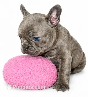 Lady – French Bulldog puppy for sale in Lancaster, CA