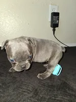 Lady, a female French Bulldog for sale in Lancaster, CA – 6 of 10