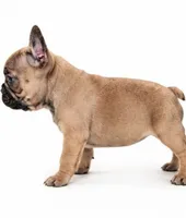 Brownie , a female French Bulldog for sale in Lancaster, CA – 7 of 7