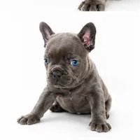 Gray, a male French Bulldog for sale in Lancaster, CA – 10 of 10