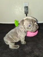 Lady, a female French Bulldog for sale in Lancaster, CA – 7 of 10