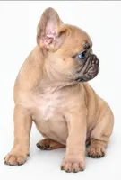 Honey, a male French Bulldog for sale in Lancaster, CA – 2 of 4