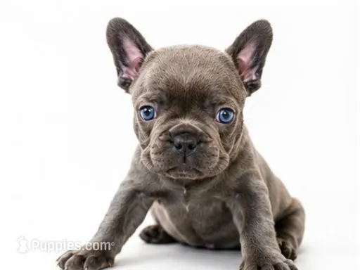 Gray – French Bulldog puppy for sale in Lancaster, CA