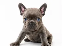 Gray, a male French Bulldog for sale in Lancaster, CA – 1 of 10