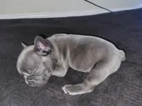 Gray, a male French Bulldog for sale in Lancaster, CA – 3 of 10