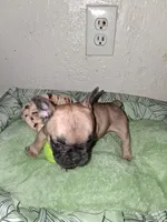 Brownie , a female French Bulldog for sale in Lancaster, CA – 4 of 10