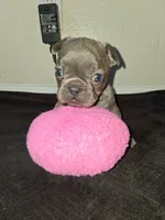 Lady, a female French Bulldog for sale in Lancaster, CA – 10 of 10