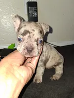 Boba, a female French Bulldog for sale in Lancaster, CA – 9 of 10