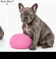 Lady, a female French Bulldog for sale in Lancaster, CA – 4 of 4