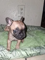 Brownie , a female French Bulldog for sale in Lancaster, CA – 3 of 10
