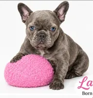Lady, a female French Bulldog for sale in Lancaster, CA – 3 of 4