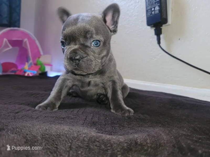 Gray – French Bulldog puppy for sale in Lancaster, CA
