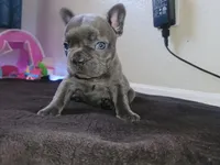 Gray, a male French Bulldog for sale in Lancaster, CA – 1 of 10