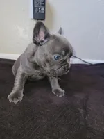 Gray, a male French Bulldog for sale in Lancaster, CA – 8 of 10