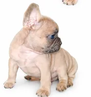 Honey, a male French Bulldog for sale in Lancaster, CA – 5 of 5