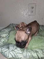 Brownie , a female French Bulldog for sale in Lancaster, CA – 8 of 10