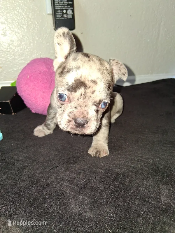 Boba – French Bulldog puppy for sale in Lancaster, CA
